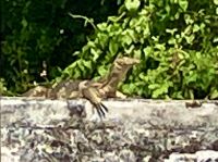 Riesen-Echsen am Flussufer