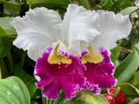 Zwilling-Orchideen