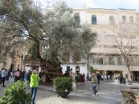 Palma alter Olivenbaum