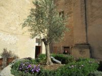 Rathaus Sineu Olivenbaum