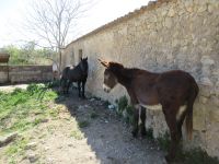 Landgut Es Calderes Stallungen