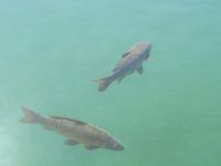 Karpfen im Stausee Raixa