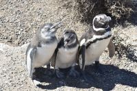 Pinguine Halbinsel Valdés 