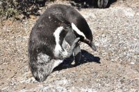 Pinguine Halbinsel Valdés 