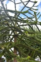 Natur in Coyahique