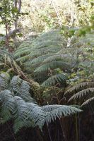 Nationalpark Chiloé