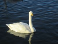 IMG_0239.JPG