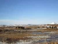 Islandpferde auf der Weide