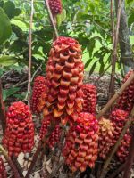 43. Botanischer Garten Cairns