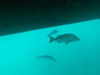 49.  Great Barrier Reaf