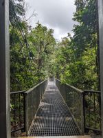 63. Daintree Nationalpark