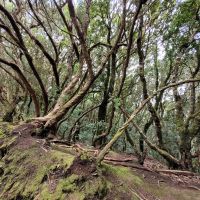 0402 Ausflug Anaga Gebirge