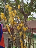 Kokoos von Seidenraupen