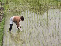 Reisfelder in Nord Vietnam