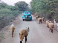 Bishnoi-Dorf bei Jojowar, Rajesthan - Indien