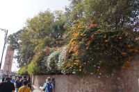 Es blüht zwischen Djama'a al-Fna und Kutubiyya-Moschee