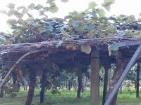 Kiwi-Plantage, Neuseeland