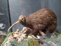 Kiwi, Rotorua, Neuseeland