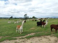 Alpacas, Rotorua, Neuseeland