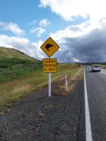 Achtung Kiwi, Neuseeland