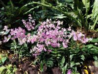 Botanischer Garten, Orchideen, Singapur