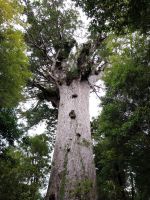 Kauri-Baum 
