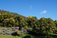 Orangenplantage (oder sind es Pommeranzen?) hinter dem Parkplatz der Alhambra