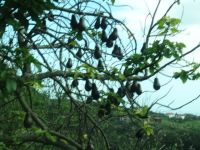 Avocado Baum