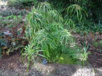 Botanischer Garten von Funchal - Zypern-Gras