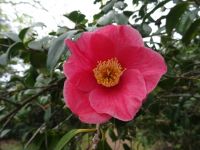 Kamelienblüte