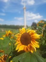 Schlosspark Sanssouci