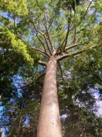 Kauri, Cairns