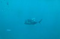Great Barrier Reef