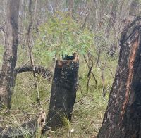Blue Mountains, Sydney