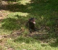 Tasmanischer Teufel, Wildlife Park Burnie