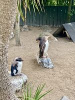 Gelbaugenpinguine Opera, Dunedin