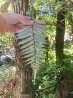 Silberfarn, Auckland