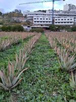 Aloe Vera? Ein Feld in der Nähe unseres Hotels 