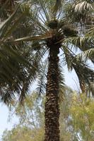 IMG_9266_Palmenplantage Al Ain