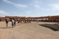 IMG_9288_Kamelmarkt Al Ain