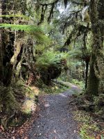 Lake Matheson 
