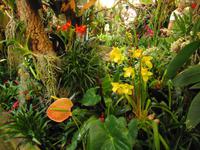 Orchideengarten, Funchal