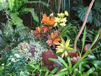 Orchideengarten, Funchal