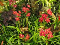 Orchideengarten, Funchal