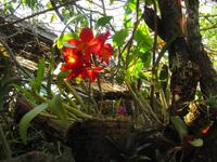 Orchideengarten, Funchal
