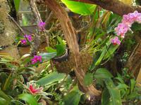 Orchideengarten, Funchal