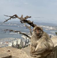 Gibraltar, Treffen mit den Berberaffen
