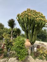 Spanien, Málaga, auf der Finca von Juanito Orange