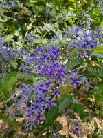 Botanischer Garten von Assuan (Purpurkranz)