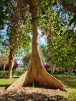 Botanischer Garten von Assuan (Sykomore-Baum)